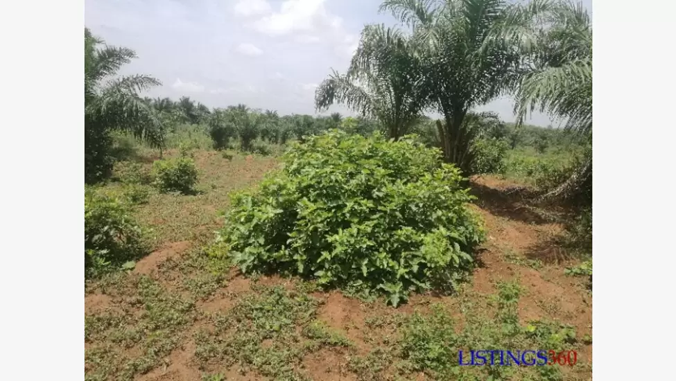 11,000,000 F Plus de 5 hectares à vendre dans Kpomassè à 1km du goudron Cotonou -Lomé
